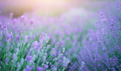 Blooming lavender flowers natural background. Copy space