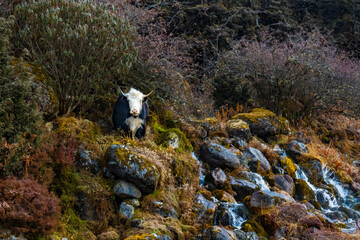 Beautiful Himalayan Yak Cows on the way to Kanchenjunga Base Camp in Torandin, Taplejung, Nepal