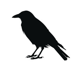 crow on a white background