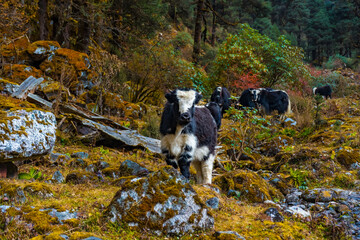 Naklejka na ściany i meble Beautiful Himalayan Yak Cows on the way to Kanchenjunga Base Camp in Torandin, Taplejung, Nepal