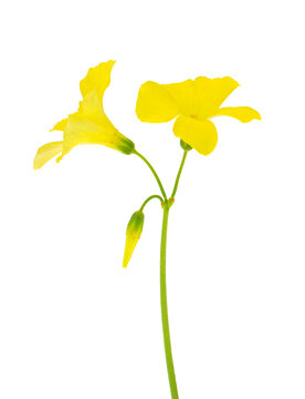 Bermuda buttercup flower isolated on white background, Oxalis pes-caprae