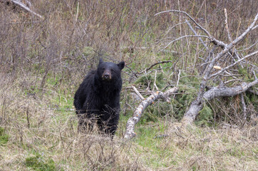 Black Bear in Springtime in Yellowstoen National Park