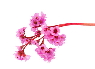 Blossoming leather bergenia isolated on white background, Bergenia crassifolia