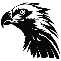 Obraz premium bald eagle head