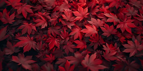 Fotobehang red leaves background. red maple leaves © Picture for You