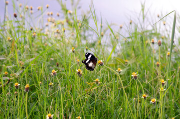 A butterfly on Mexican daisy (Tridax procumbens L.), tiny yellow flowers in the meadow, selected focus