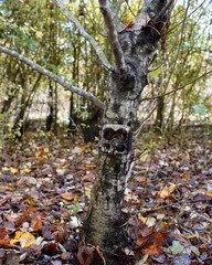 A discreet camera trap silently observes the secrets of the forest from its perch on a tree, aiming to capture elusive wildlife in their natural habitat.