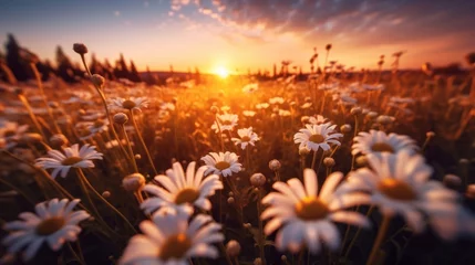 Fotobehang landscape view of sunrise in a daisy field © kucret