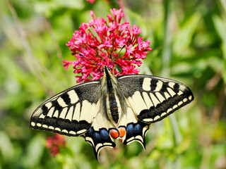 Old world swallowtail butterfly (Papilio machaon) seen from above and gathering nectar on valerian flowers. It is the type species of the genus Papilio 