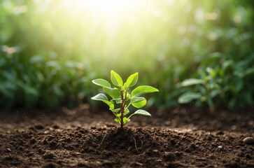 Fototapeta premium green plant in soil growing up, earth day, green planet