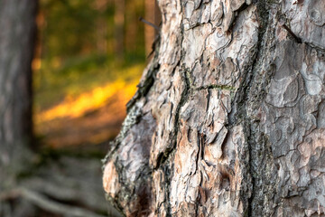 Baumrinde einer Föhre