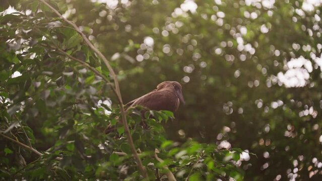 Hamerkop Bird Perched On Branch In Sunlit Foliage