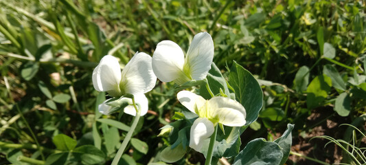 White Flower of the Pisum sativum or white flower of the pea or white butterfly like flower of garden pea