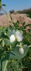 White Flower of the Pisum sativum or white flower of the pea or white butterfly like flower of garden pea