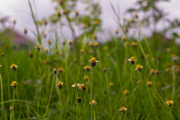 Mexican daisy (Tridax procumbens L.), tiny yellow flowers in the meadow, selected focus