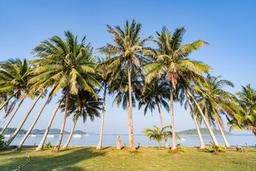 Seaside view with coconut trees and beautiful sandy beach of Koh Mak, Trat Province, Thailand, Asia,