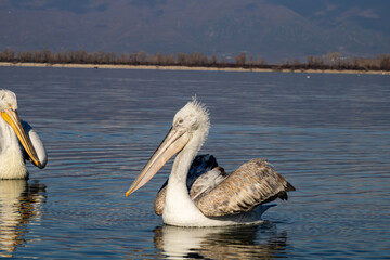 Pelikane auf dem Wasser: Anmutige Schönheit in natürlicher Umgebung