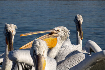 Herrliche Ruhe: Pelikane entspannen auf dem Wasser