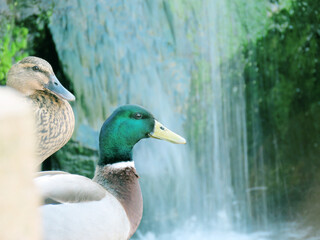 Companions by the Waterfall: Ducks in Harmony
