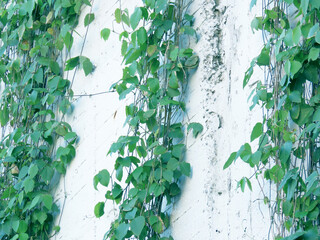 Lush Vine Leaves Embracing a White Aged Wall, Harmony of Nature and Architecture