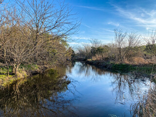 the river in the forest