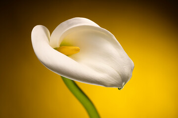White Calla Lilly flower Isolated on a yellow background.