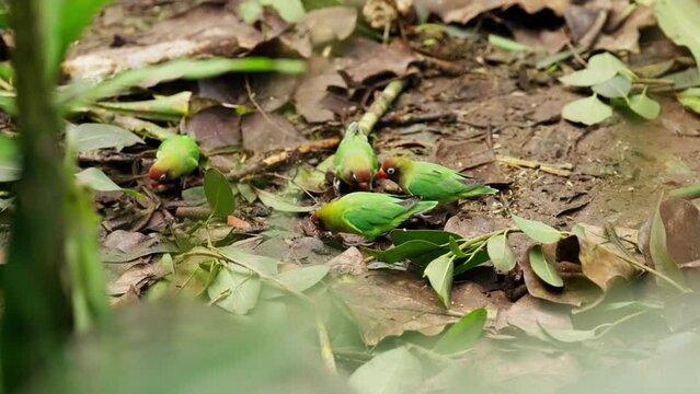 Adorable Lovebird Parrots Eating On The Forest Ground