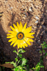 Closeup of blooming African Daisy or Dimorphotheca sinuata yellow flower over out of focus brown ground; copyspace