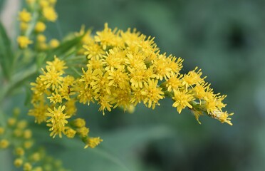 Macrophotographie d'une inflorescence de Verge d’or géante (solidago gigantea) dans la campagne