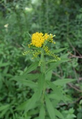 Verge d’or géante (solidago gigantea) fleurissant dans la campagne