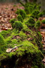 Image of Old tree stump covered with moss in forest, beautiful landscape.