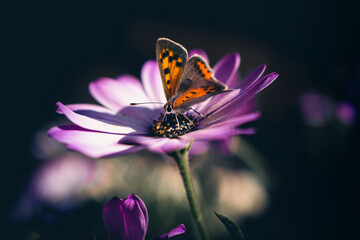 butterfly on flower