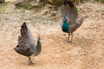two peacocks, a male and a female in the zoo - 736362548