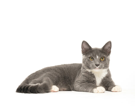 Gray and white cat