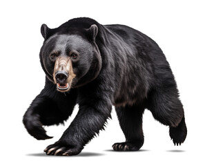 Scary black bear in running motion, isolated transparent background