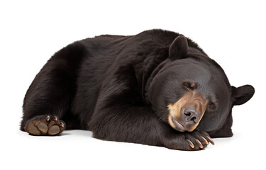 Cute Black Bear sleeping in hibernation, isolated background - obrazy, fototapety, plakaty