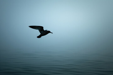 A storm petrel silhouetted against the backdrop of a misty morning sky, flying over calm waters