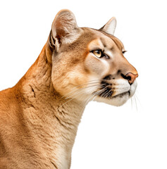 Obraz premium Side profile view of a mountain lion