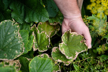 Beds care. Horticulture crops. Cucumber leaf affected by diseases or pests in garden or greenhouse....