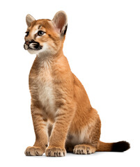 Obraz premium Adorable cougar cub on isolated transparent background