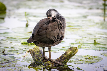 A young Eurasian coot (Fulica atra)  stands on its foot on the wooden stick in the water with green lotus leaves and cleans its feathers.