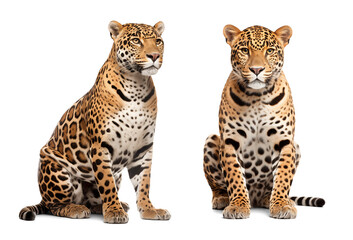 Fototapeta premium Two jaguars in sitting pose, isolated on transparent background
