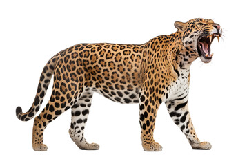 Scary leopard with open mouth and visible fangs, isolated background