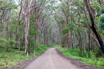 Photograph of a dirt road running through a large forest recovering from bushfire in the Central Tablelands in New South Wales in Australia
