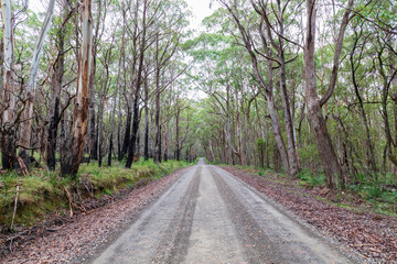 Obraz premium Photograph of a dirt road running through a large forest recovering from bushfire in the Central Tablelands in New South Wales in Australia