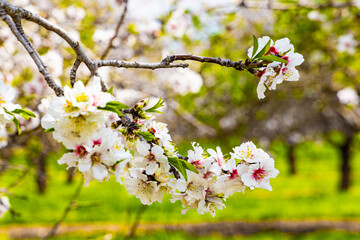 Blooming almond tree