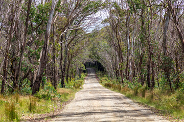 Fototapeta na wymiar Photograph of a dirt road running through a large forest recovering from bushfire in the Central Tablelands in New South Wales in Australia