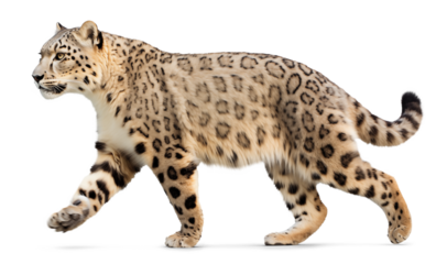 Walking Snow leopard isolated on transparent background