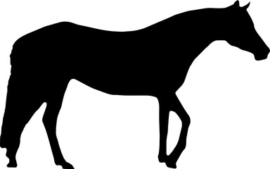 black Horse Silhouette png Vector Illustration. Wild Horse racing PNG on transparent background