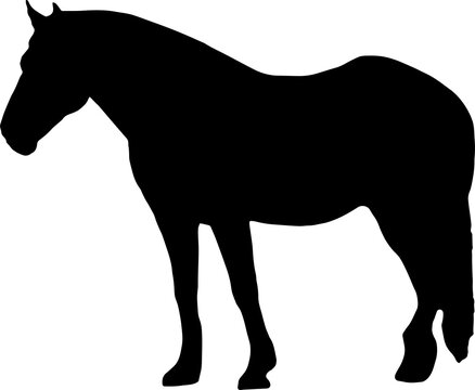 black Horse Silhouette png Vector Illustration. Wild Horse racing PNG on transparent background